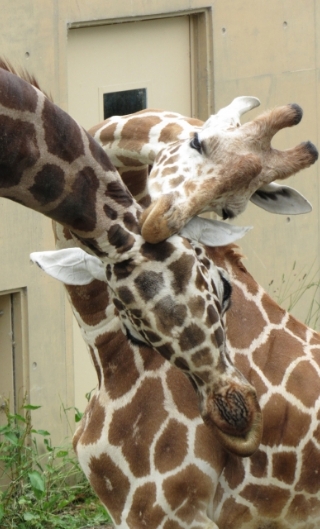 動物園
